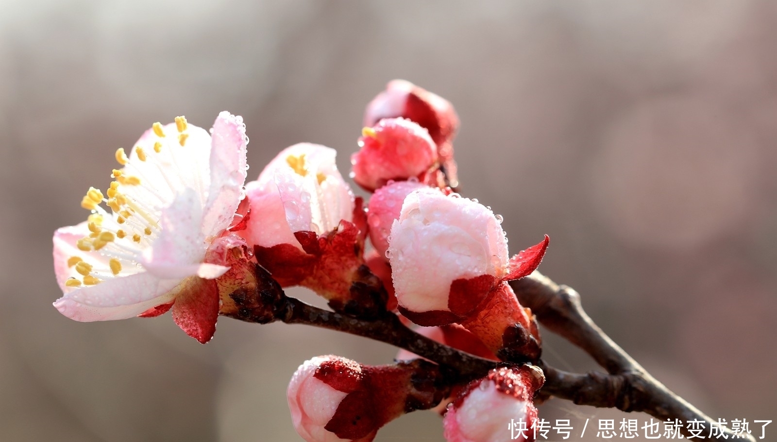 杏花绚丽绽放，邂逅最美春景