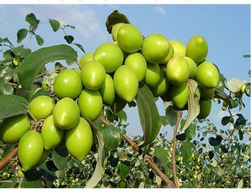 衰老|每天学会吃3种食物，补充营养、延缓衰老，好吃又健康！