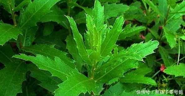 这农村这种带刺的野菜,很多人不认识他,原来它是一个美食
