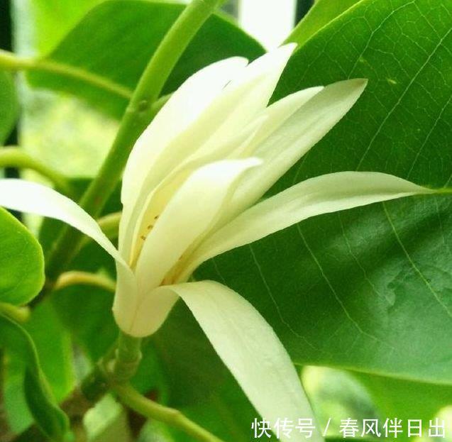 浇水|3种花很耐养,沾土就能活,浇水就疯长,满满的幸福感