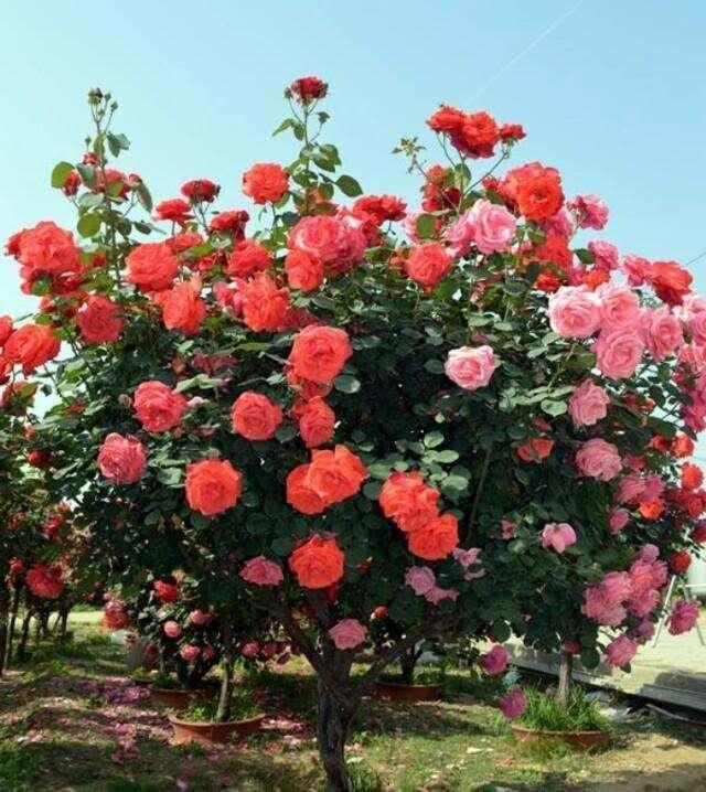 病虫害|此花比三角梅好养、比紫藤开花多,花朵又大又鲜艳,谁见都喜欢