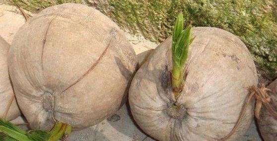 面包果|一棵树养活全家,结的果实吃起来松软可口像面包,生吃烤吃都