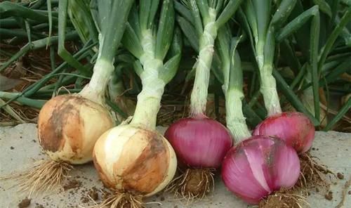 葡萄糖|这6物是天然“二甲双胍”，没事换着吃，有助于血糖慢慢降低