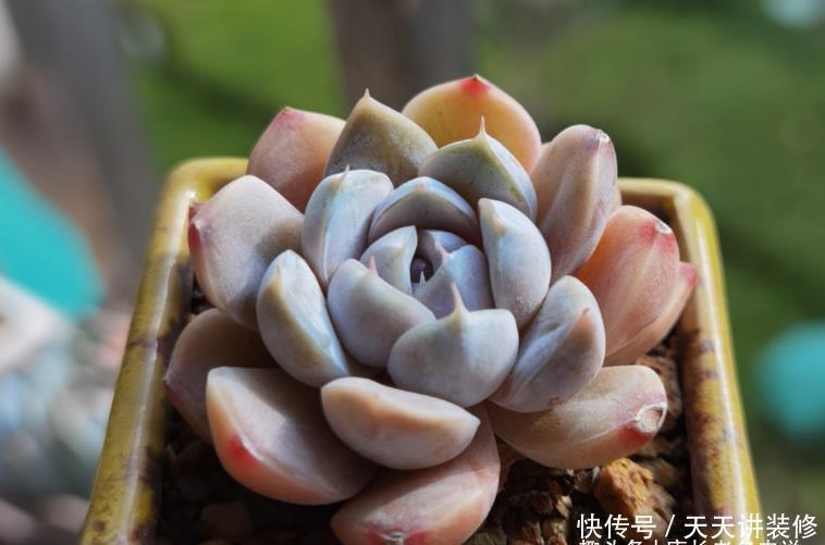 多肉粉蓝鸟和雪兔都非常的好养，那么哪个品种更适合阳台养护呢？