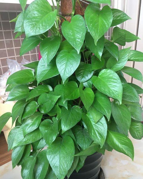 肥料|绿萝养不好,换个“浇水”方式,叶片绿的滴油,疯长不停