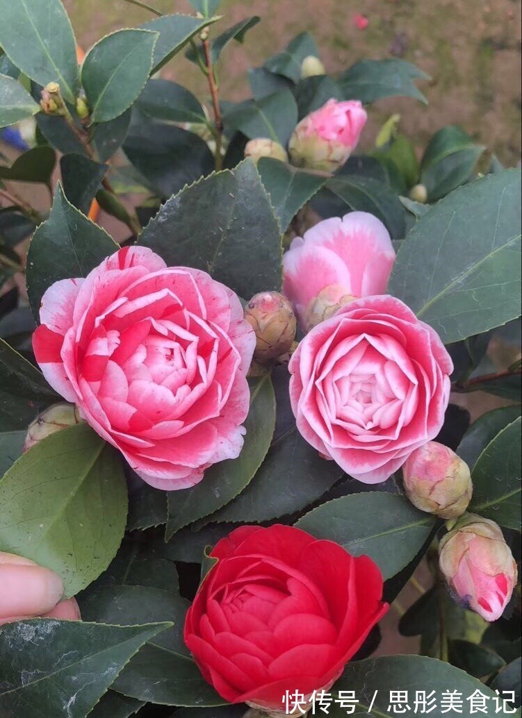 8种“富贵花”自带好运,花大优美,能养几十年,能值很多钱