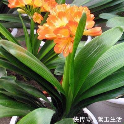 光照|12月养君子兰,就怕做错“5件事”,黄叶、烂根多,而且难开花