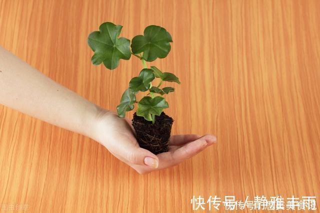 天竺葵|她家只养一种花，一年四季有花赏，原因是做好了四件事