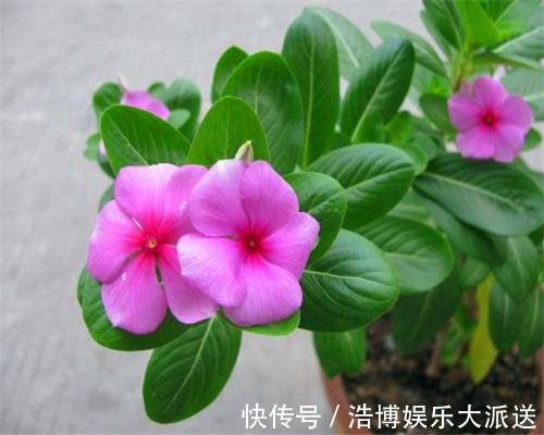 夏季|花卉如何度过多雨季节教你需要预防的3件事，别说没提醒