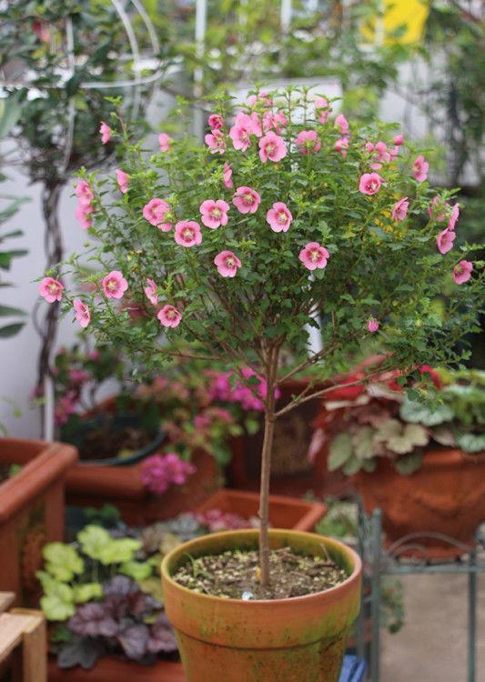 几款艳丽的花卉，漂亮又好闻，花色艳丽，花开枝繁叶茂，美