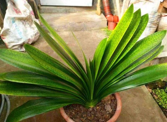 葡萄酒|秋天养君子兰，5件事越早做越好，叶片整齐油绿光亮，冬天开爆盆