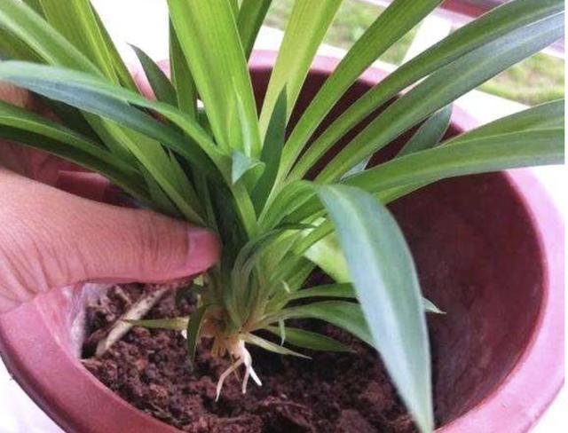 土壤不肥沃“1块它”扔盆里,养分足,6个月不施肥,反而爆盆