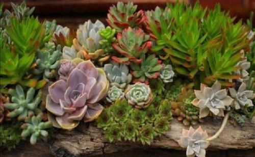 以前常见的旧坛子、石槽,养上花草植物,就成了漂亮的盆景