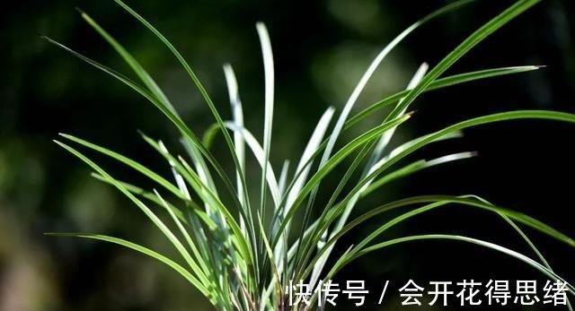 兰花快速生根的方法，不必高价买植料，15天就能出新根！