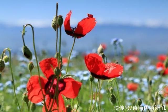 5月伊犁的草原山花烂漫，天山红花无疑是其中最靓丽的一道风景