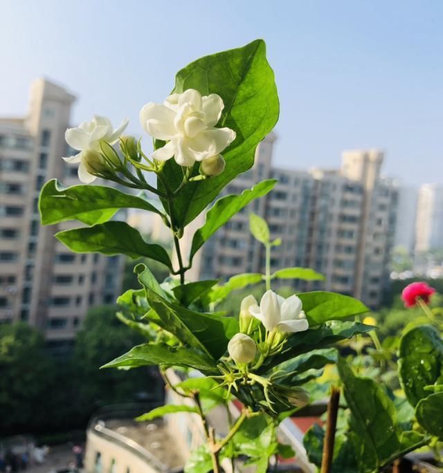 夏天养这花，每月要喂几滴食醋，叶子油绿、开花超多