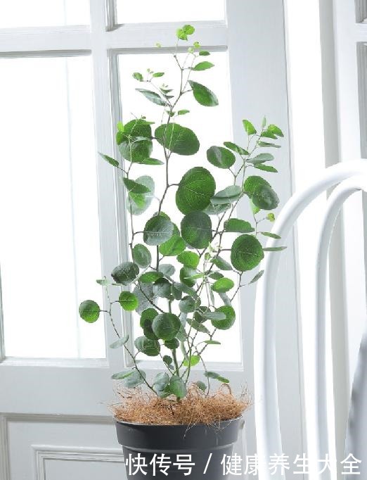 9种大型绿植,耐阴怕晒,放在室内养得好!9种大型绿植,耐阴怕晒,放在室内养得好!