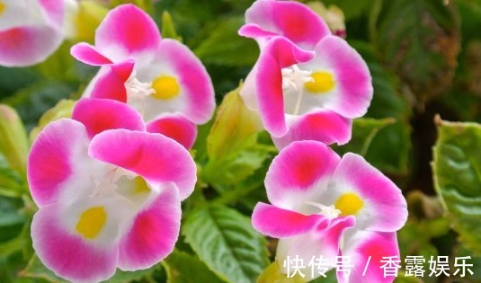 天竺葵|这些花花型独特,植株生长旺盛,室内盆栽欣赏价值高