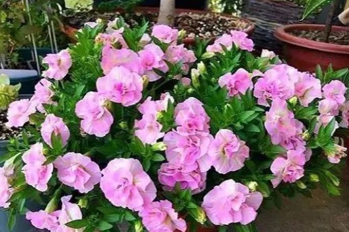 4种花漂亮又好养,耐热耐旱,花期超长,可以四季常开