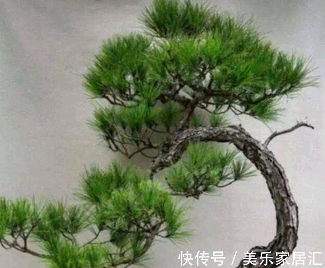 养好山松盆景先养根,怎样才能养好山松根