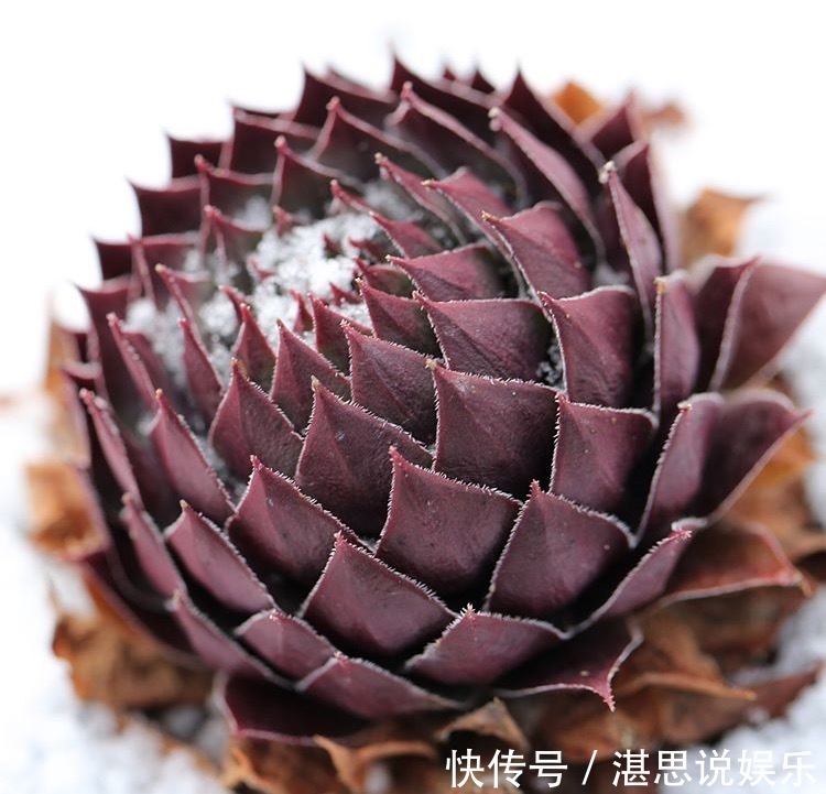 花盆|1种多肉“最好养”,零下20℃冻不死,雪地里“照常”生长