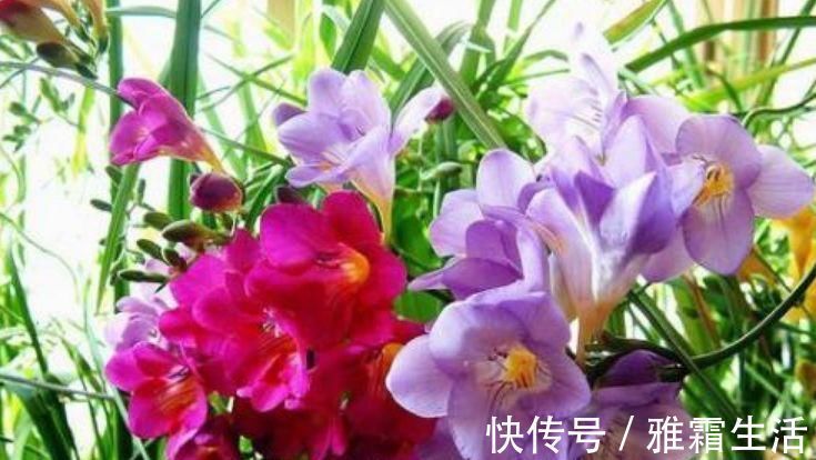 香雪兰|家里就养4种花，妖艳妖娆，层层交叠，烂漫迷人眼