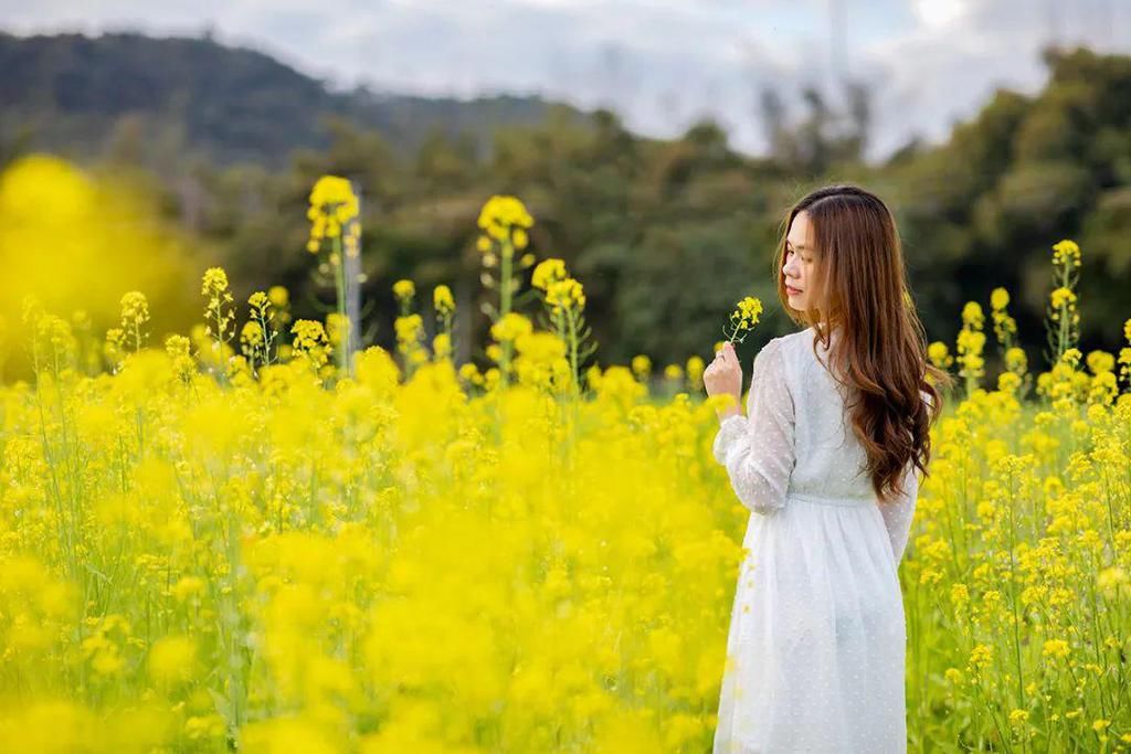 新兴这片盛开的油菜花海超美，快去打卡影靓相！