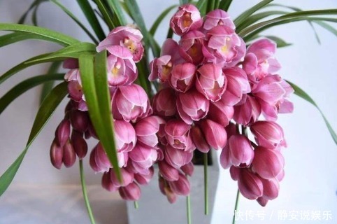 “3种花”养家里,1盆顶“5盆”,好养又好看,香气飘满屋!