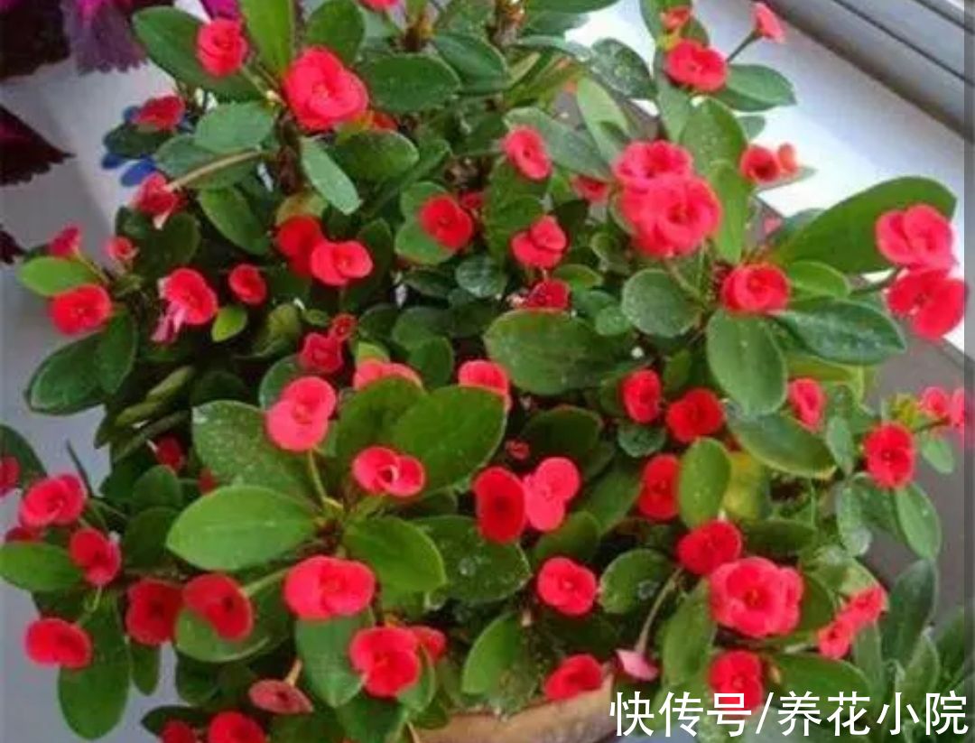 植株|6种漂亮花，家里养一盆，四季都能开花