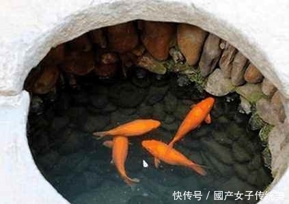 古井|农村古井里为什么要“养”鲤鱼,又没人打捞,真相原来是这样的