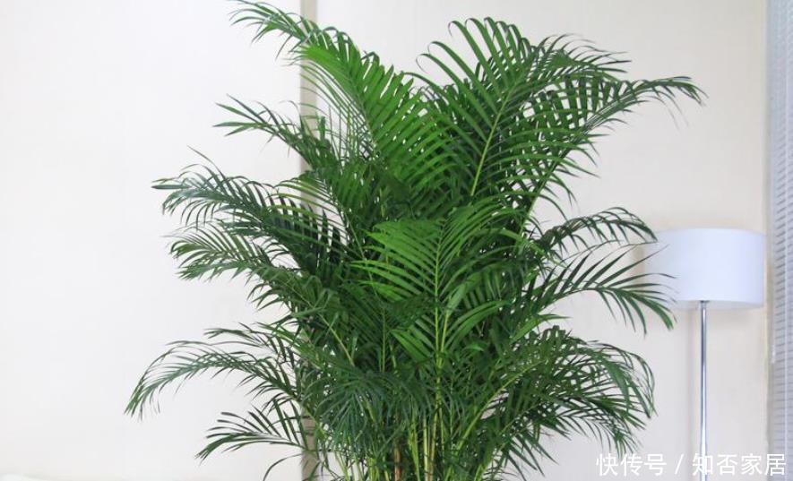 客厅空旷想摆几盆花?选这5种,好看又皮实,还能净化空气!