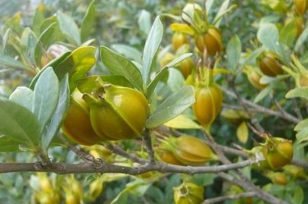 中老年人|晚上睡不着此物泡水喝,轻松入睡,打雷都吵不醒