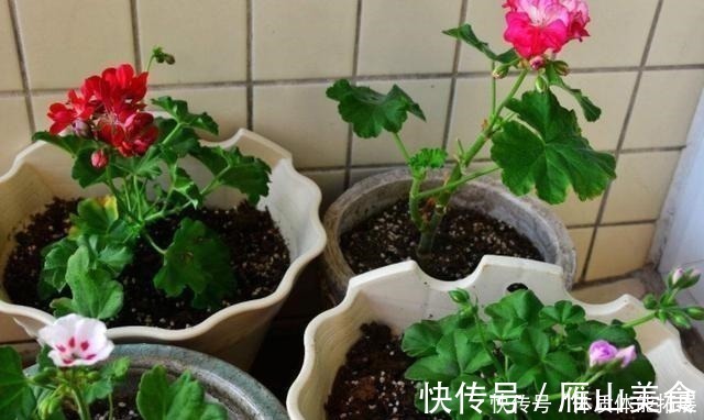 花卉|养花“嫌”住房没阳光,这4种花卉,适合阴凉处养护,同样能开花!