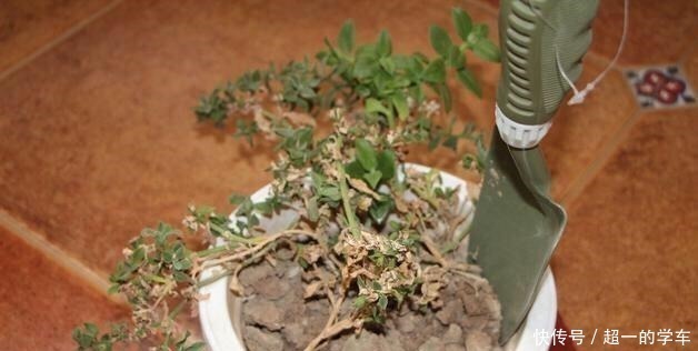浇花别再用清水了！水里加点“它”，盆土疏松又肥沃，养啥旺啥！