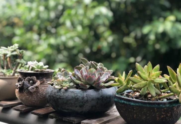 养花种草、培育果蔬，准备上植物通用缓释肥，更长肥效更安全