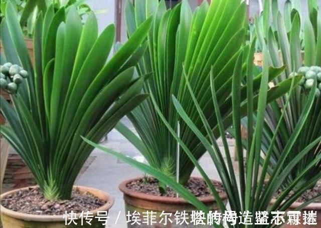 君子兰叶子出现褶皱，3个方面没有做好，应及时改正