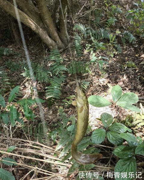 广东|涨水后,广东湛江河道刀鳅鱼泛滥,钓鱼人:钓得头疼