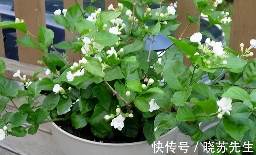 3种花很怕冷,赶紧搬室内,这样才能顺利过冬