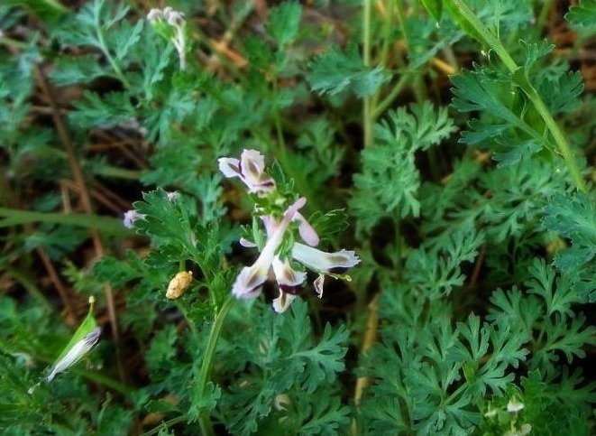 治疗|一种常见的野草，南方才能见到，治疗流感，见到记得带回家