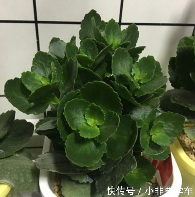蟹爪兰长寿花,夏季休眠期这样养,度夏容易,秋凉又开花!