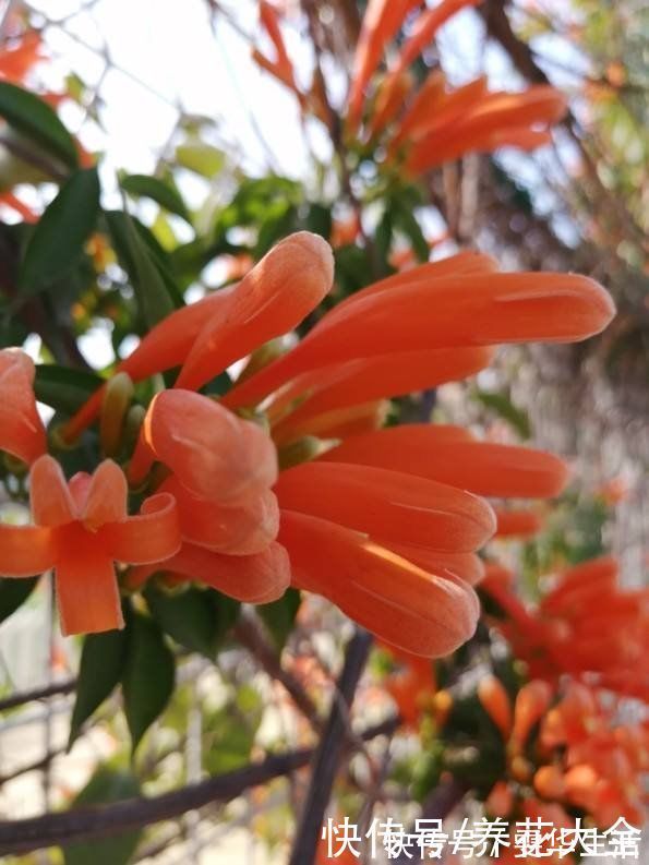 凌霄花|房顶上养了一株花,邻居叫我赶紧砍掉,真是为难