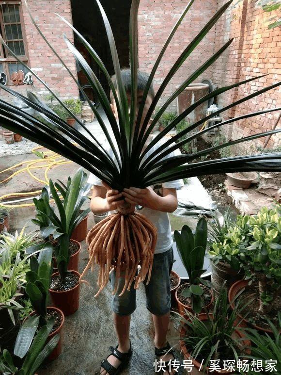 养君子兰“趁现在”,多做2件事,长成“大白菜”,一盆冒5个花箭