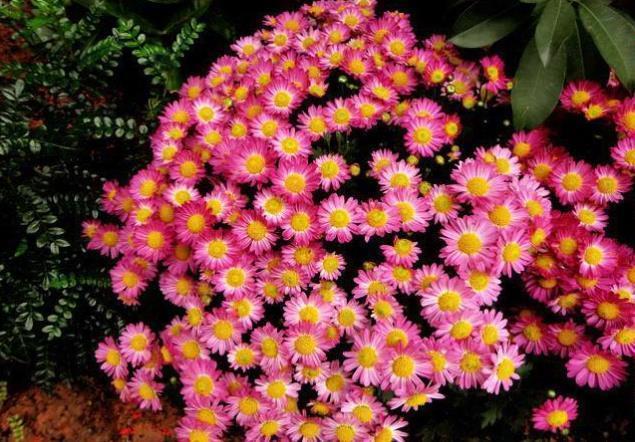 新手养花,在家里养一盆花中精品,远离“蚊虫”,轻松一整天!