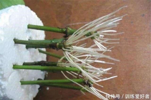 月季|8种花不用花钱买,掐片叶、剪根枝,找个花盆种起来,家里放不下!