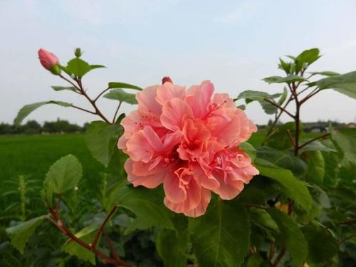  植株|栽种扶桑花是有“小窍门”的，做好这几步，全年开花