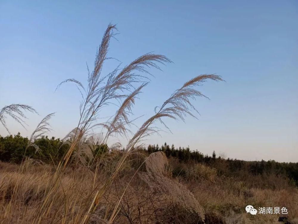 湖南郴州夕阳西下的小草