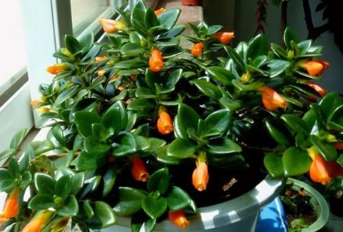 养花用氮、磷、钾肥,该用在什么地方?单独有什么效果?