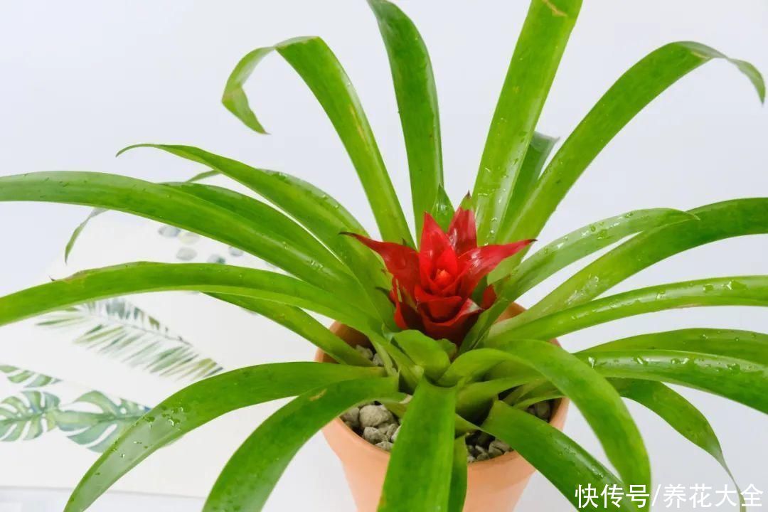 夏天怕晒的花，赶紧搬到阴凉地儿，再晒成枯杆了