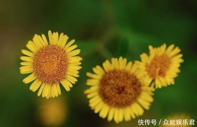 不要将这种“菊”用作野菊花,它比野菊花更珍贵,更有价值!