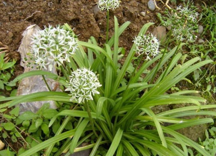 野韭|路边较为常见的植物,在中医里面可是治病的一把手,有几把刷子!